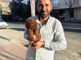 Toy Poodleyavrularımız