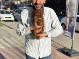Toy Poodleyavrularımız