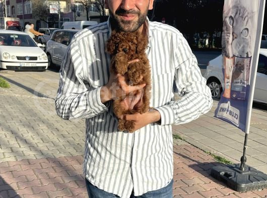 Toy Poodleyavrularımız görsel
