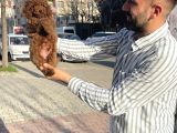 Toy PoodleYavrularımız