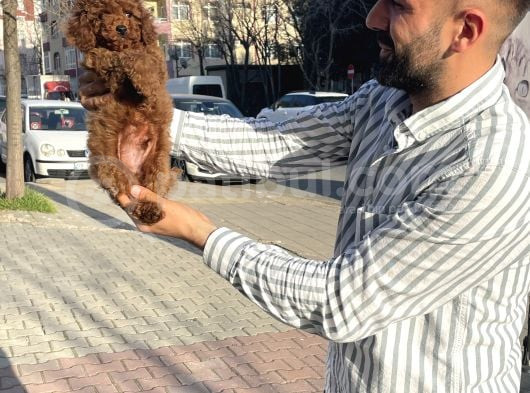 Toy Poodleyavrularımız