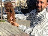 Toy Poodleyavrularımız