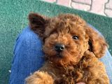 Toy Poodleyavrularımız