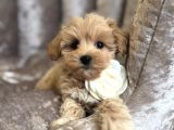 MALTİPOO SAFKAN BEBEKLER