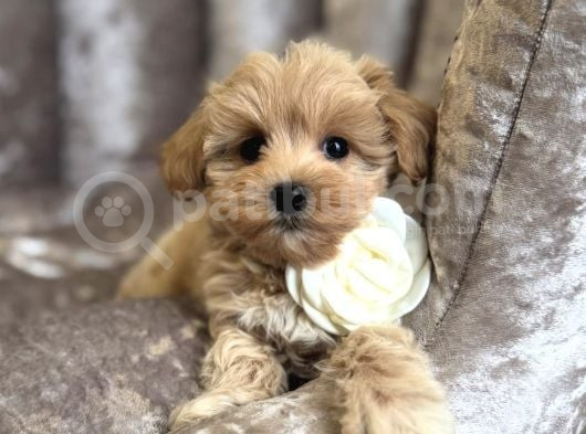 Malti̇poo Safkan Bebekler
