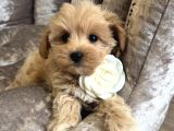Malti̇poo Safkan Bebekler