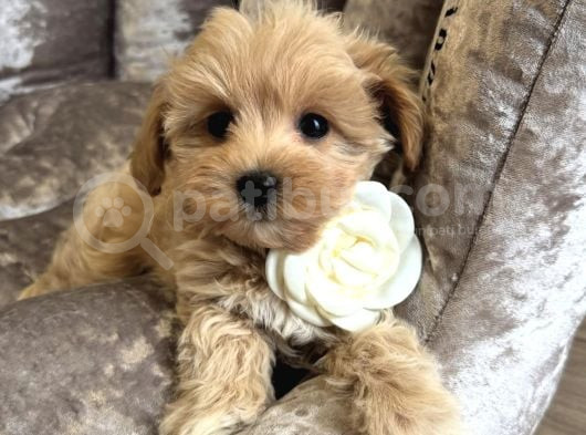 Malti̇poo Safkan Bebekler görsel