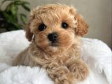 SAFKAN MALTİPOO BEBEKLER