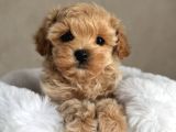 Safkan Malti̇poo Bebekler
