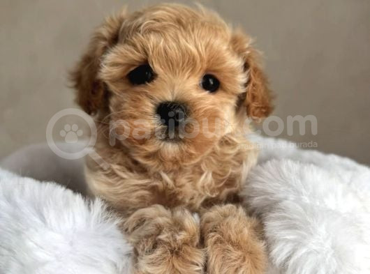 Safkan Malti̇poo Bebekler görsel