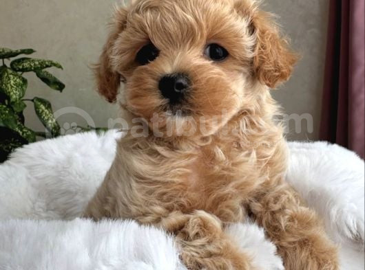 Safkan Malti̇poo Bebekler görsel