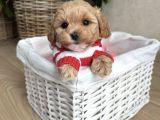 BİBLO SURAT MALTİPOO BEBEKLER