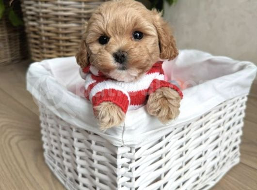 Bi̇blo Surat Malti̇poo Bebekler