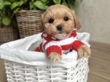 Bi̇blo Surat Malti̇poo Bebekler