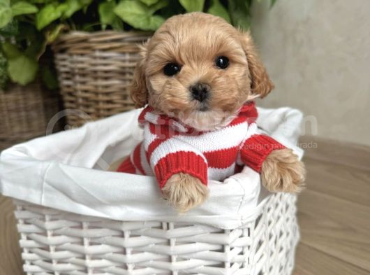 Bi̇blo Surat Malti̇poo Bebekler görsel