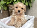 Bi̇blo Surat Malti̇poo Bebekler