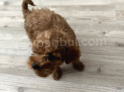 3 Aylık Red Brown görsel