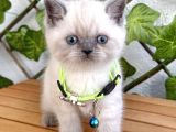 British Shorthair Erkek Boncuğumuz 