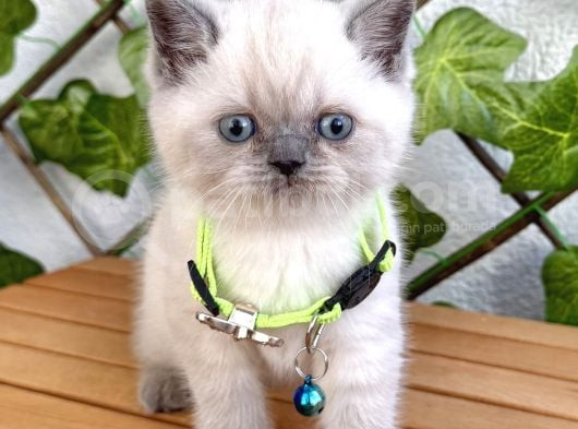 British Shorthair Erkek Boncuğumuz  görsel