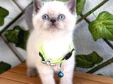 British Shorthair Erkek Boncuğumuz 