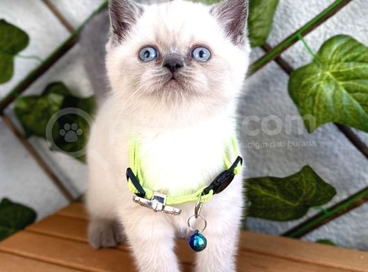 British Shorthair Erkek Boncuğumuz  görsel