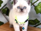 British Shorthair Erkek Boncuğumuz 