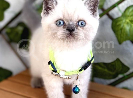 British Shorthair Erkek Boncuğumuz  görsel
