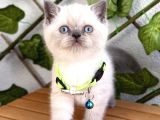 British Shorthair Erkek Boncuğumuz 
