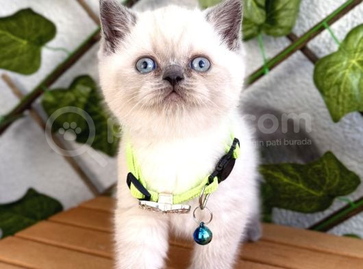 British Shorthair Erkek Boncuğumuz  görsel
