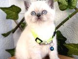 British Shorthair Erkek Boncuğumuz 