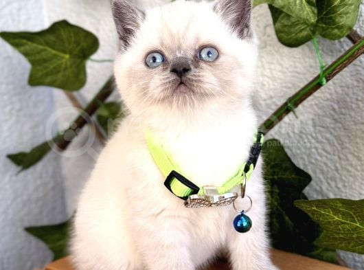 British Shorthair Erkek Boncuğumuz 