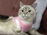 Dişi Brıtısh Shorthair