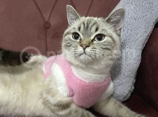 Dişi Brıtısh Shorthair görsel