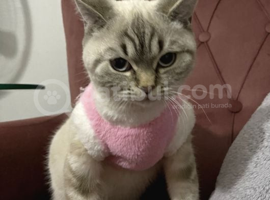 Dişi Brıtısh Shorthair görsel