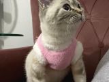 Dişi Brıtısh Shorthair