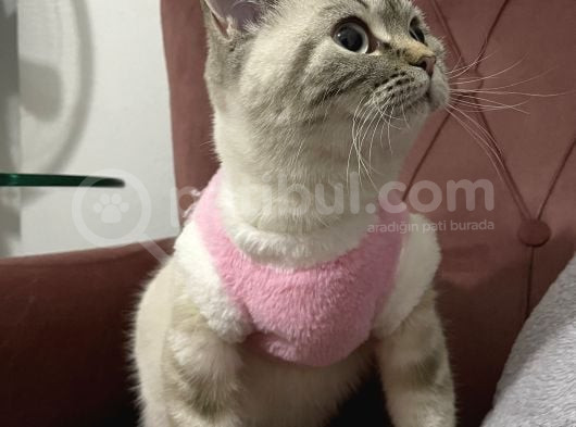 Dişi Brıtısh Shorthair görsel