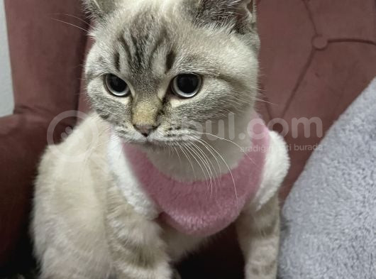 Dişi Brıtısh Shorthair görsel