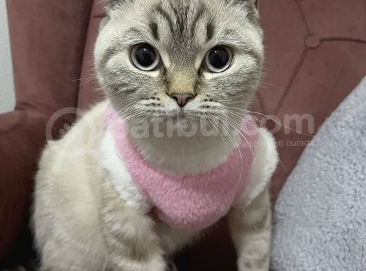 Dişi Brıtısh Shorthair