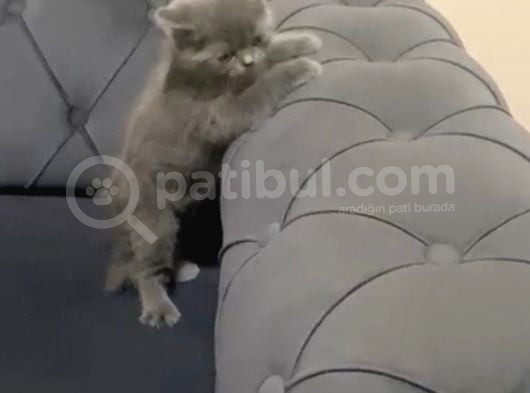 Cana Yakin Bebeği̇m Tesli̇me Hazir görsel