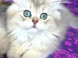 Yumuşacık Blue Golden British Longhair