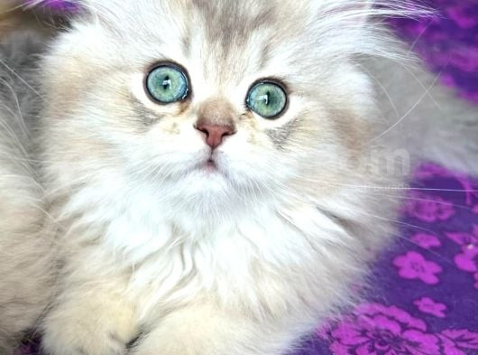 Yumuşacık Blue Golden British Longhair görsel