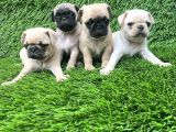 Pug Mops Lekesi̇z Bebekler