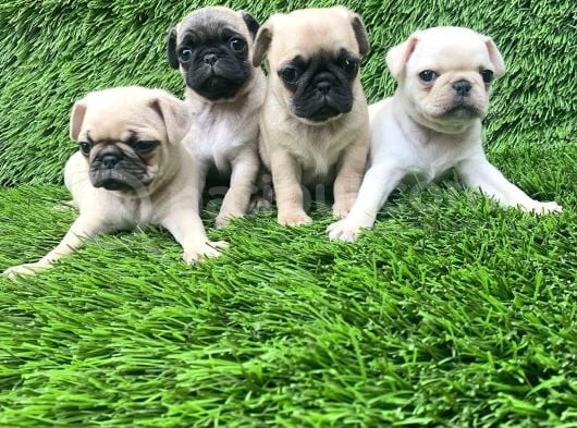 Pug Mops Lekesi̇z Bebekler görsel