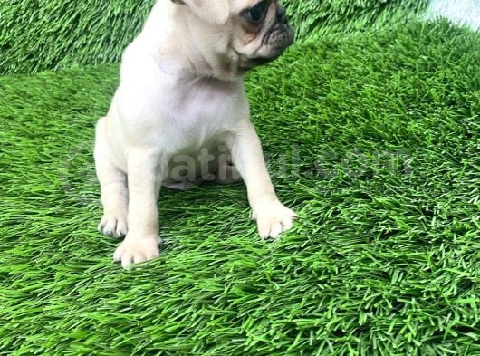 Pug Mops Lekesi̇z Bebekler görsel