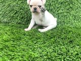 Pug Mops Lekesi̇z Bebekler