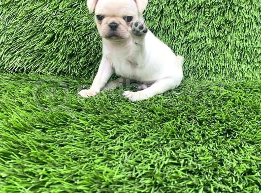 Pug Mops Lekesi̇z Bebekler görsel