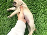 Pug Mops Lekesi̇z Bebekler