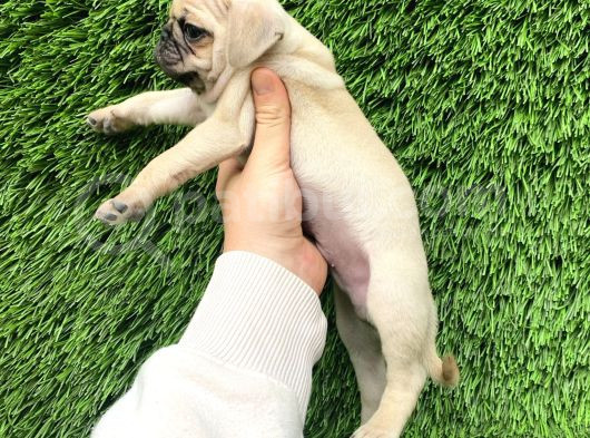 Pug Mops Lekesi̇z Bebekler görsel