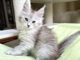 Safkan  Mainecoon  Silver Erkek