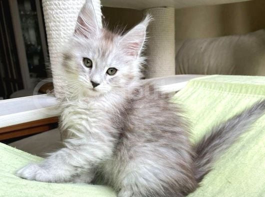 Safkan  Mainecoon  Silver Erkek görsel